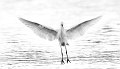 42 - Egret landing - BAXTER ANDREW - wales